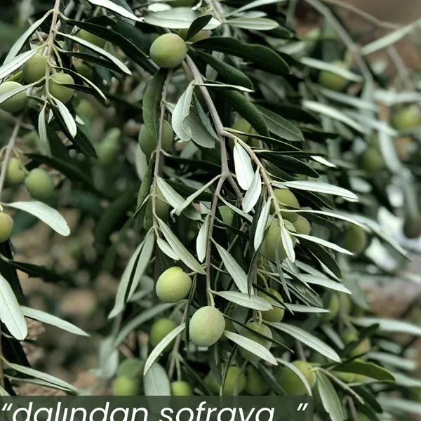 Hervorragende Qualität – Natives Olivenöl Extra – kaltgepresst